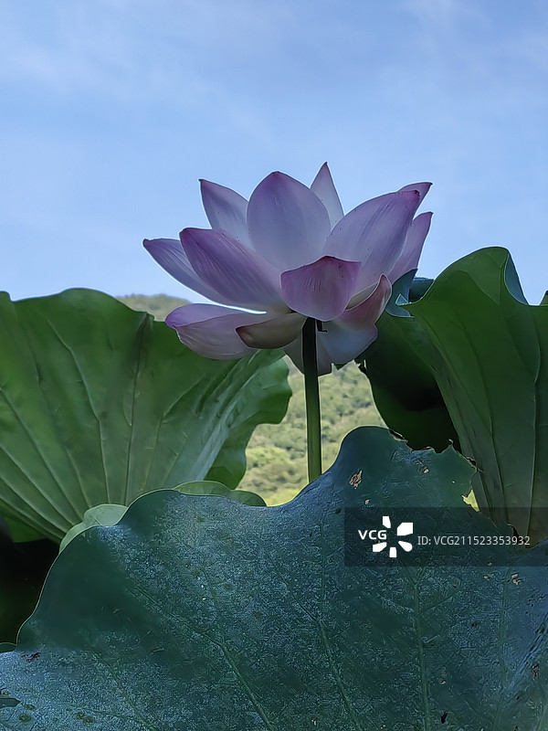 大叶荷拍摄于舟山千步沙。图片素材