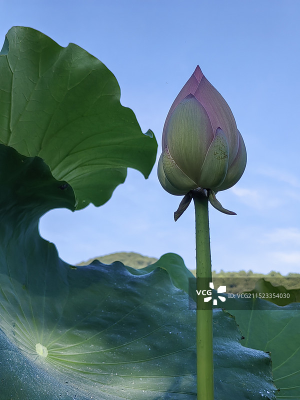 荷苞拍摄于舟山千步沙。图片素材