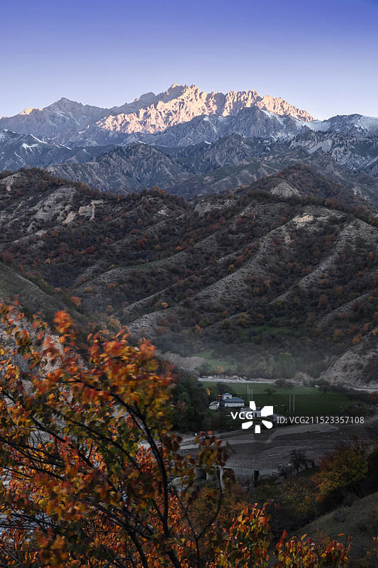 晨曦中的野果林图片素材