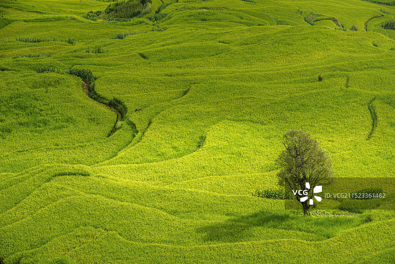 他撒梯田的风光图片素材