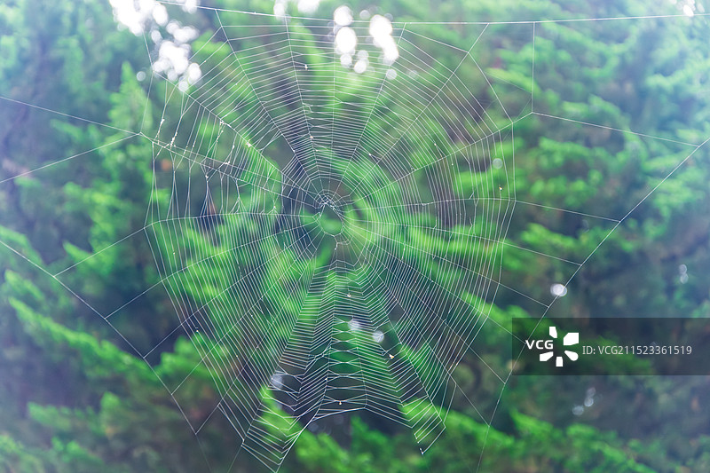 蜘蛛网，摄于大连市劳动公园图片素材