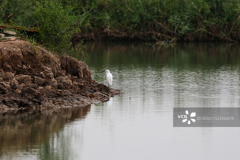 白鹭图片素材