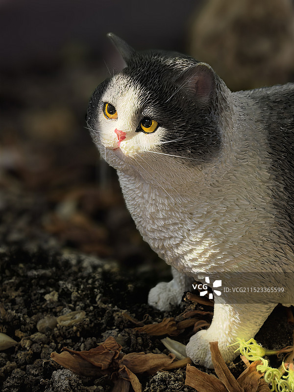 猫的特写肖像图片素材