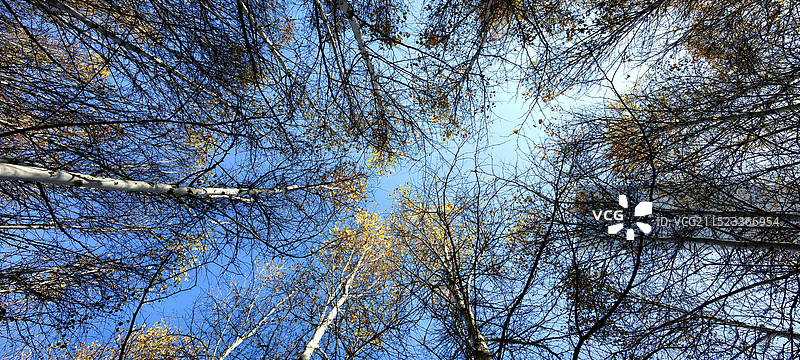 仰拍桦树林蓝天白云晴空万里图片素材