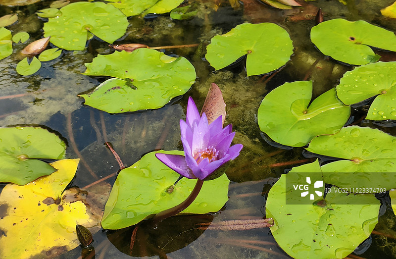 好运莲莲–池塘里的紫色睡莲图片素材