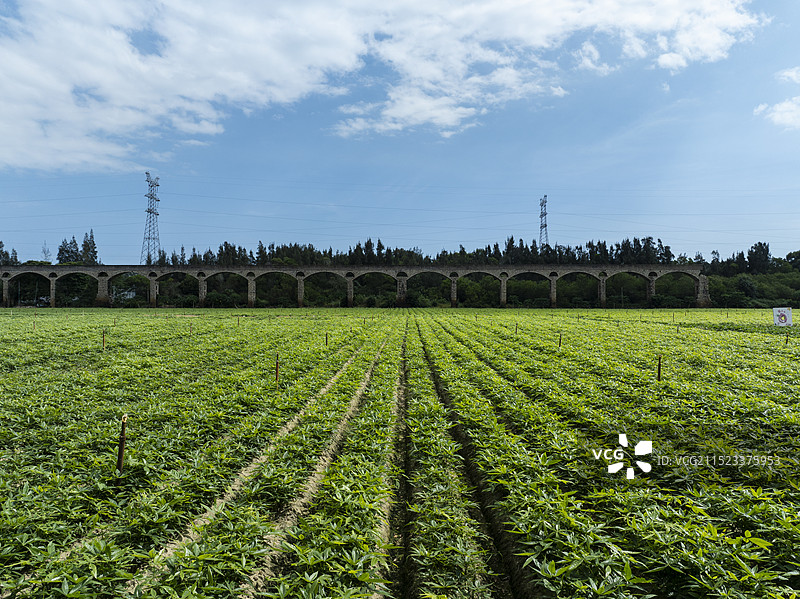 航拍福建漳州市东山县农村种植的田地图片素材