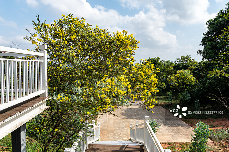 黄花盛放的木质楼梯图片素材