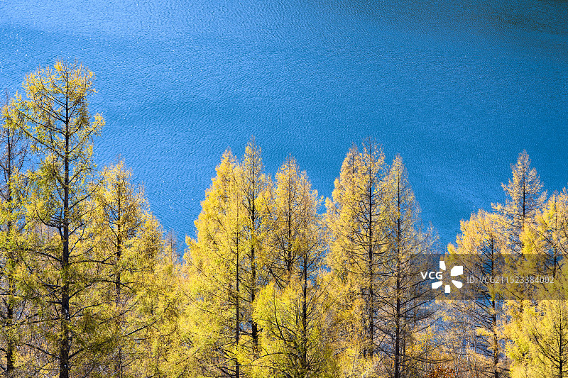 秋季阿尔山森林公园驼峰岭天池，金黄色的兴安落叶松图片素材