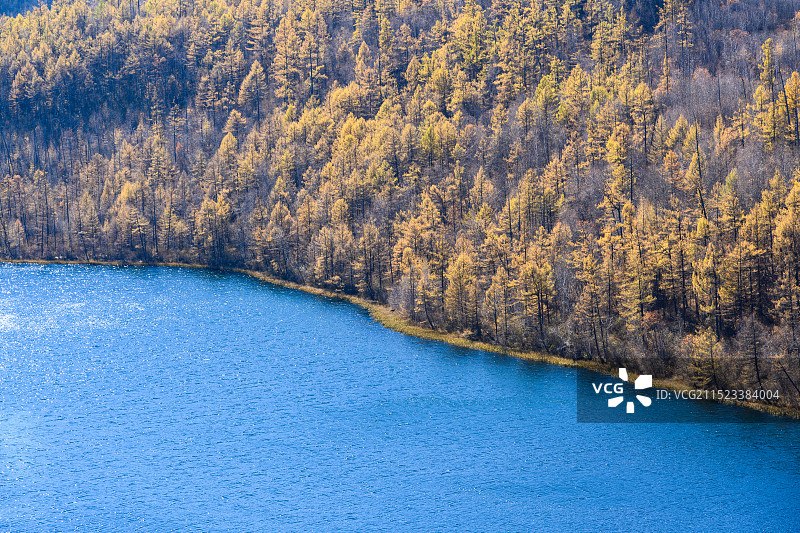 秋季阿尔山森林公园驼峰岭天池，金黄色的兴安落叶松图片素材