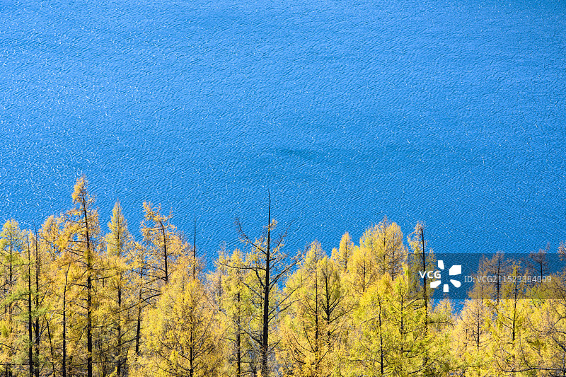 秋季阿尔山森林公园驼峰岭天池，金黄色的兴安落叶松图片素材