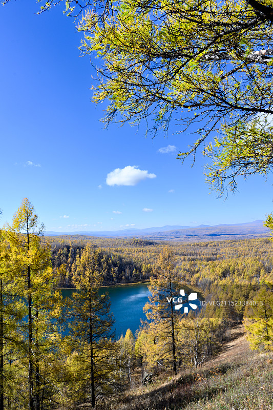 秋季阿尔山森林公园驼峰岭天池，金黄色的兴安落叶松图片素材