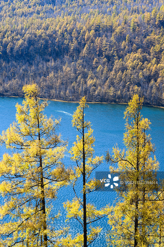 秋季阿尔山森林公园驼峰岭天池，金黄色的兴安落叶松图片素材