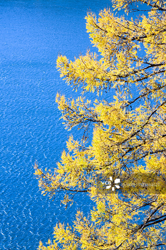 秋季阿尔山森林公园驼峰岭天池，金黄色的兴安落叶松图片素材