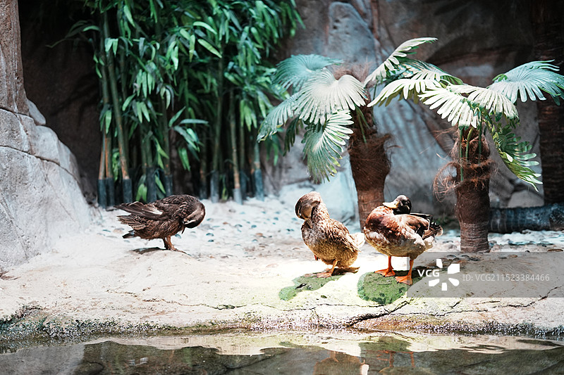 上海海洋水族馆图片素材