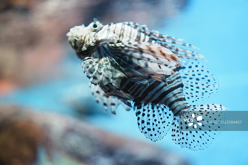 上海海洋水族馆图片素材