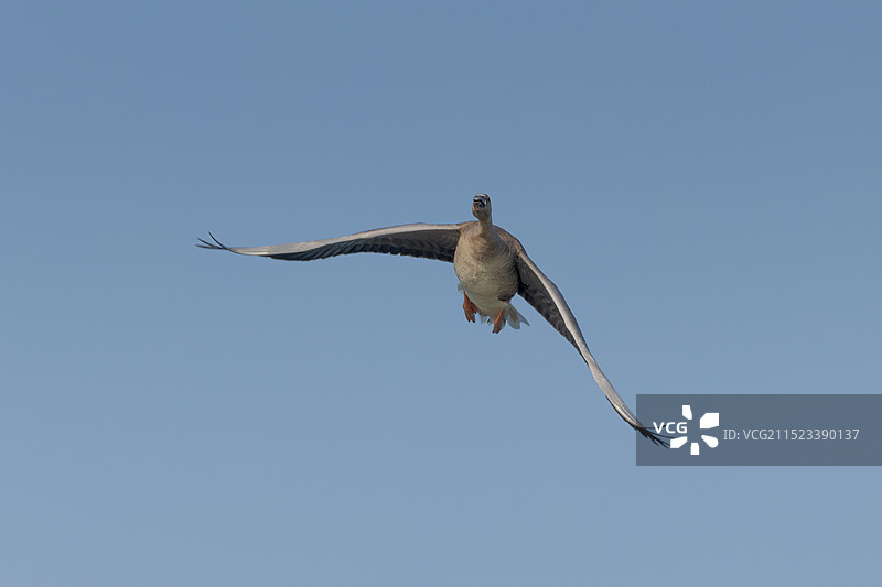 北京奥林匹克森林公园生态环境——飞翔的雁图片素材