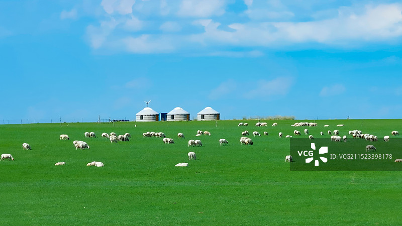 内蒙古呼伦贝尔大草原羊群图片素材