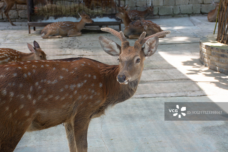 紫清湖梅花鹿图片素材