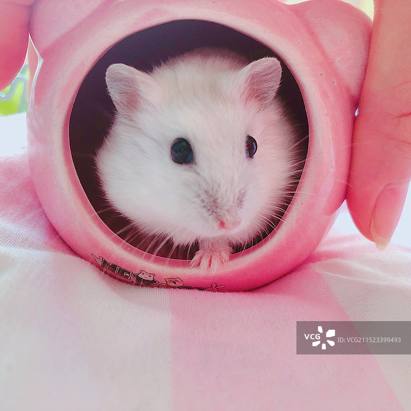 容器里的可爱萌宠宠物仓鼠的近距离视角图片素材