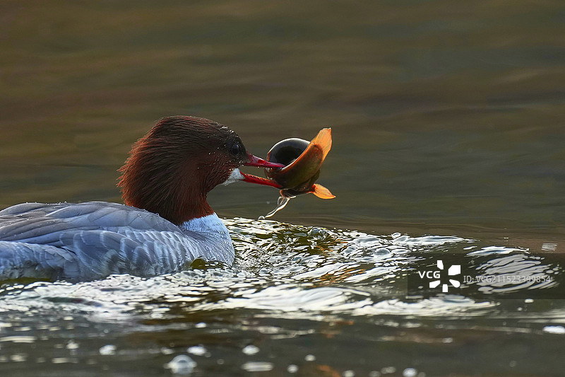 秋沙鸭图片素材