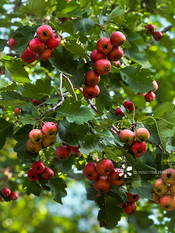树上浆果的特写镜头图片素材