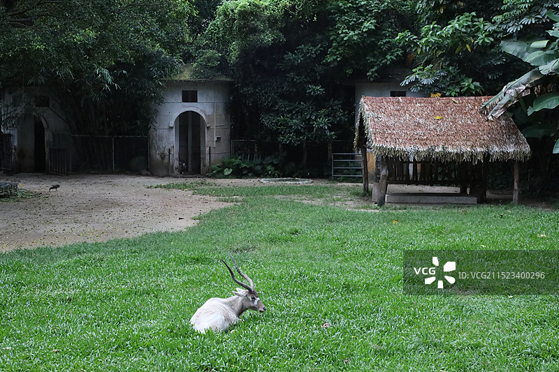 动物园图片素材