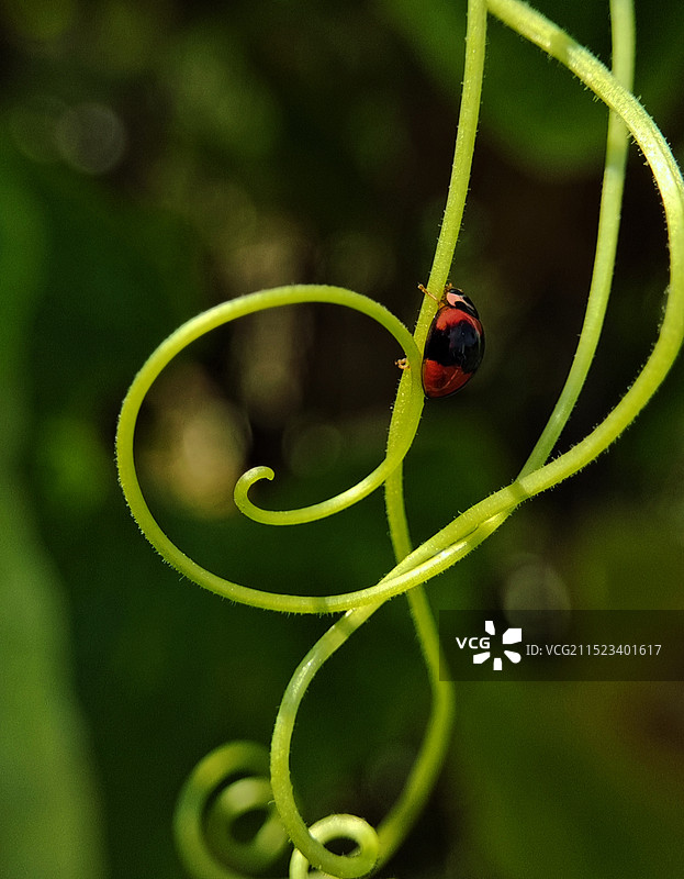小虫大“立交”图片素材