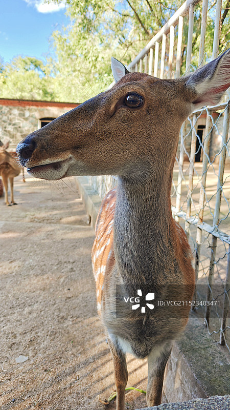 鹿站在栅栏旁的特写镜头图片素材