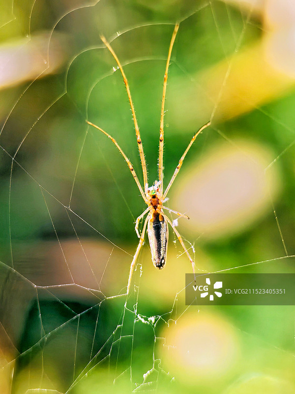蜘蛛网特写图片素材