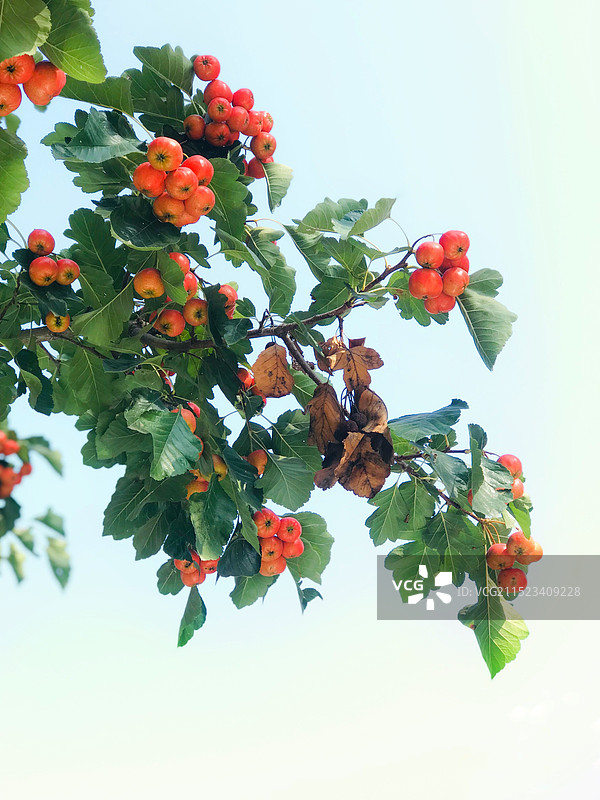 山楂红了图片素材