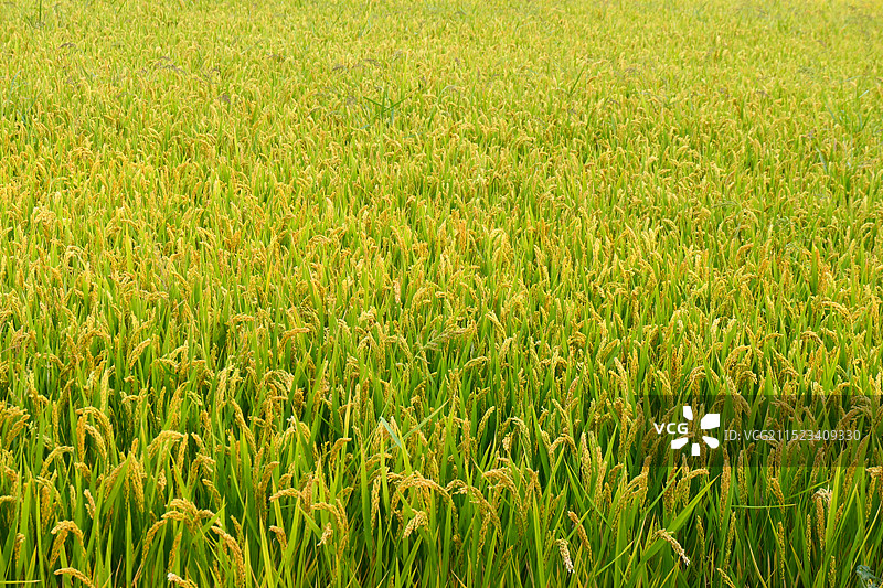 水稻 稻田 丰收图片素材