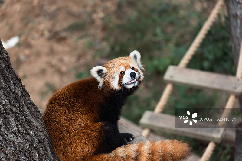 可爱的小熊猫图片素材