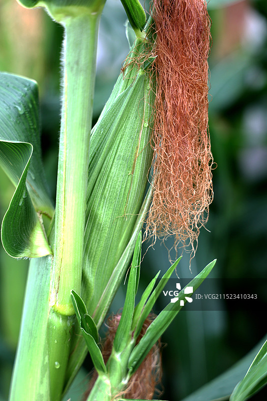 玉米图片素材