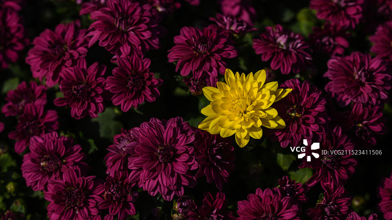 与众不同：红菊丛中的一朵黄色菊花特写镜头图片素材