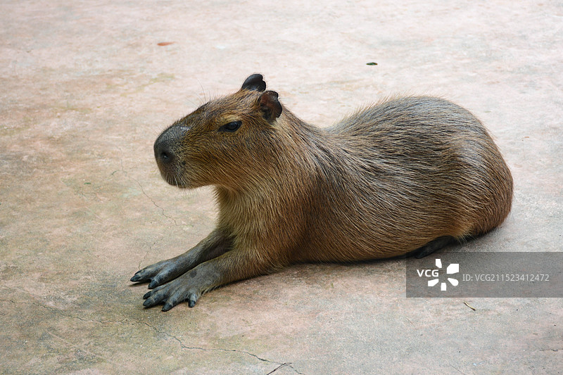 水豚 卡皮巴拉图片素材