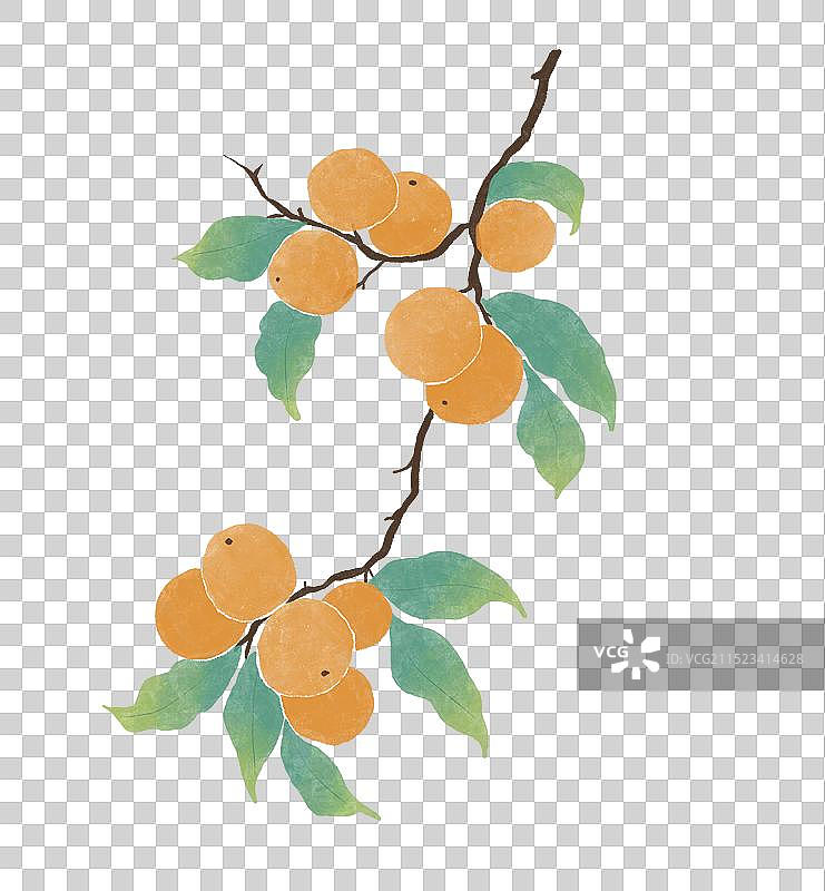 枇杷水彩插画图片素材