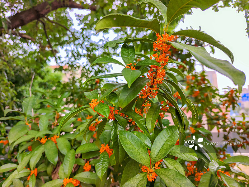 金秋十月桂花香图片素材