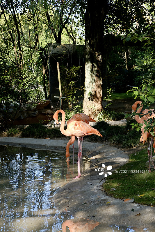 上海动物园站在湖边的火烈鸟的侧视图图片素材
