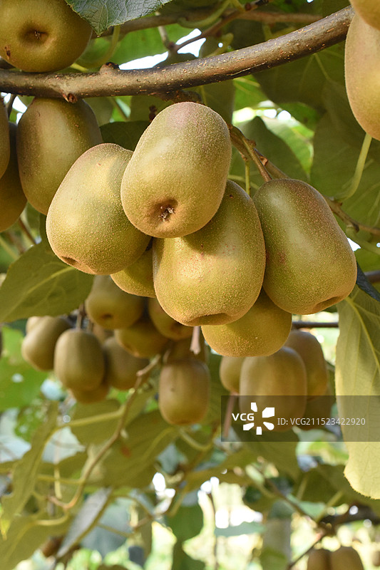四川成都蒲江猕猴桃图片素材