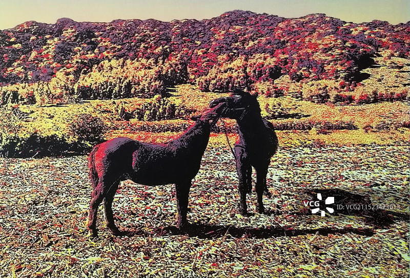 凸版《相依》图片素材