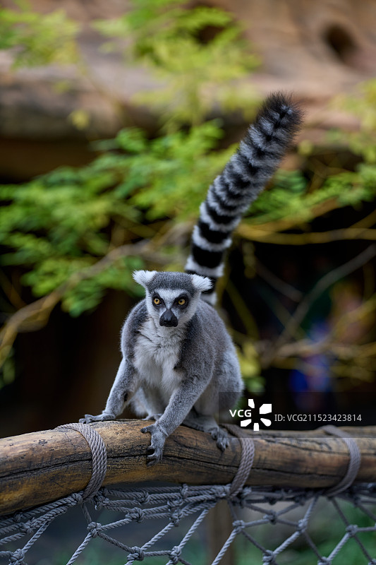 环尾狐猴图片素材