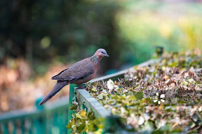 亚洲中国河南省郑州市动物园珠颈斑鸠图片素材