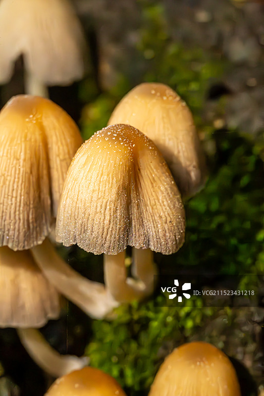 微距镜头下雨后生长的蘑菇图片素材