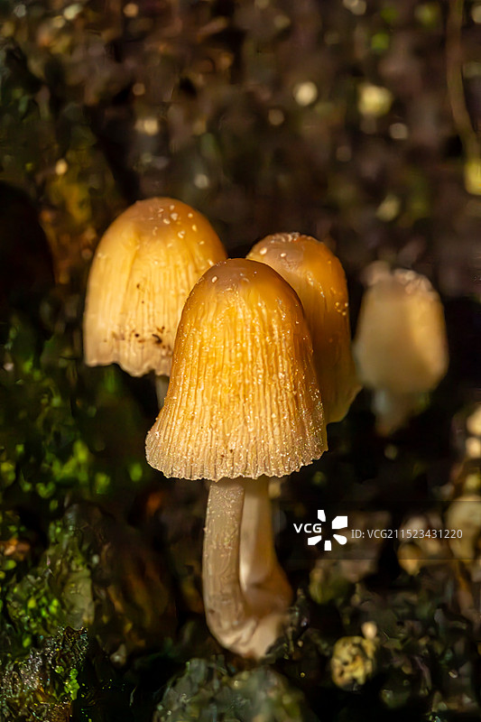 微距镜头下雨后生长的蘑菇图片素材