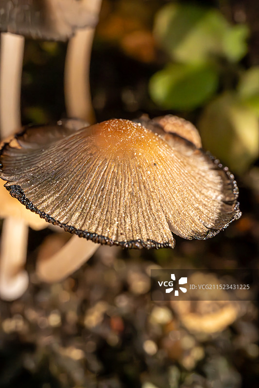 微距镜头下雨后生长的蘑菇图片素材