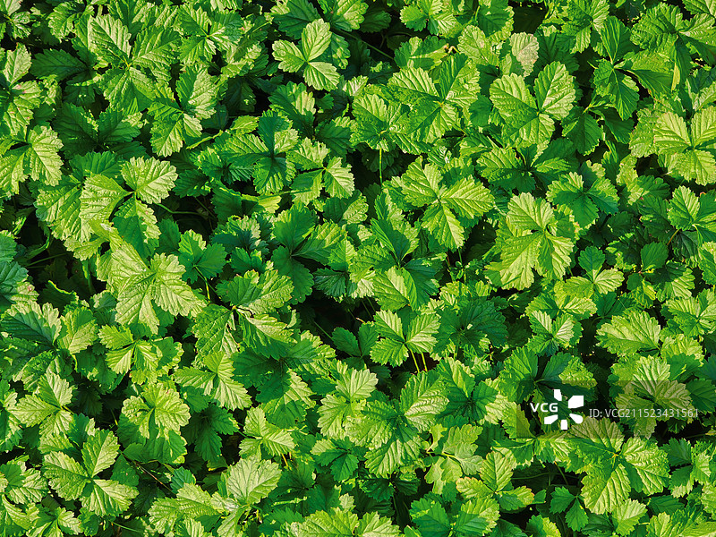 绿草蛇莓荨麻叶子匍匐草本图片素材