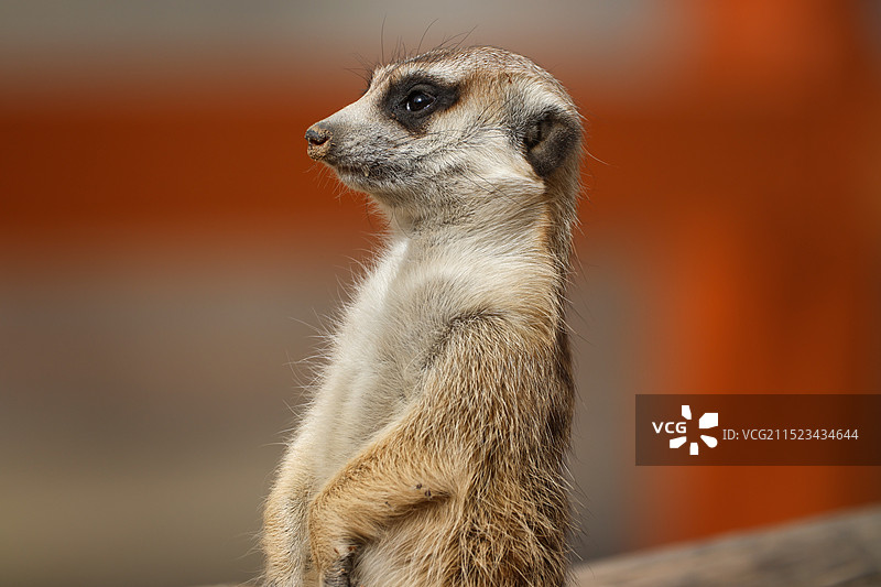 猫鼬侧身图片素材