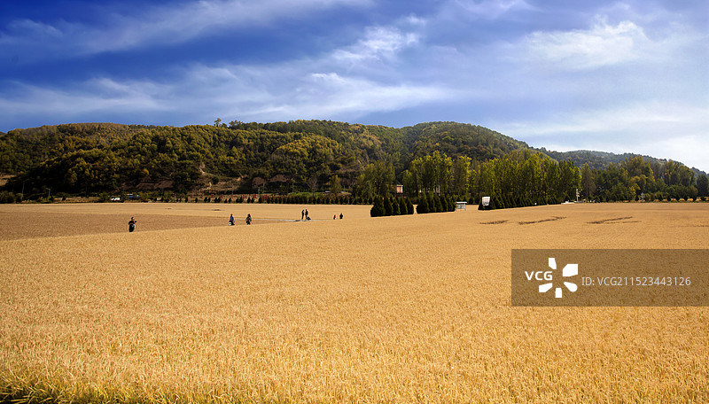 十里稻香南泥湾图片素材
