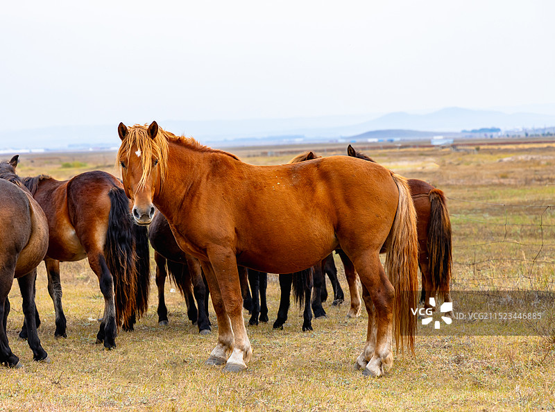 一批枣红汗血宝马特写蒙古马图片素材