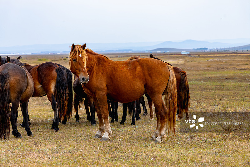 一批枣红汗血宝马特写蒙古马图片素材